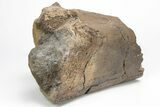 Partial Hadrosaur (Edmontosaurus) Femur Bone - South Dakota #211307-1